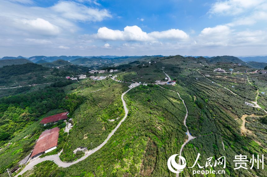 Xiuwen Kini Masuk Musim Menuai Buah Kiwi