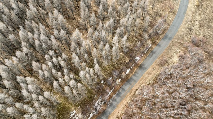 Foto yang diambil menggunakan dron pada 4 April 2024 ini memperlihatkan pemandangan  Rizab Alam Semula Jadi Daqingshan di Hohhot, Wilayah Autonomi Mongolia Dalam di utara China. (Xinhua/Bei He)