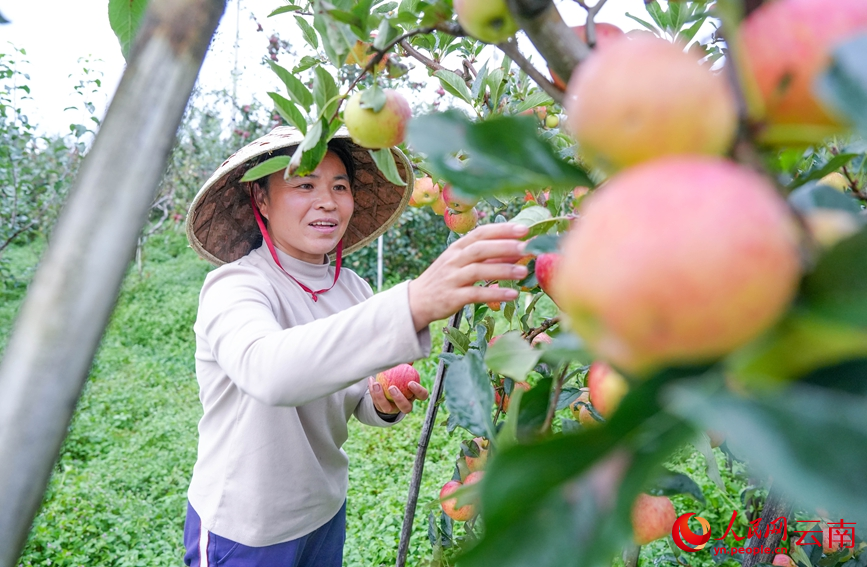 Buah Epal Bawa Kemakmuran Buat Penduduk Kampung di Yunnan