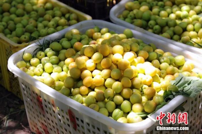 Aprikot dari Kuqa sangat terkenal kandungan gulanya yang tinggi. (Foto ihsan pusat media bersepadu Kuqa)
