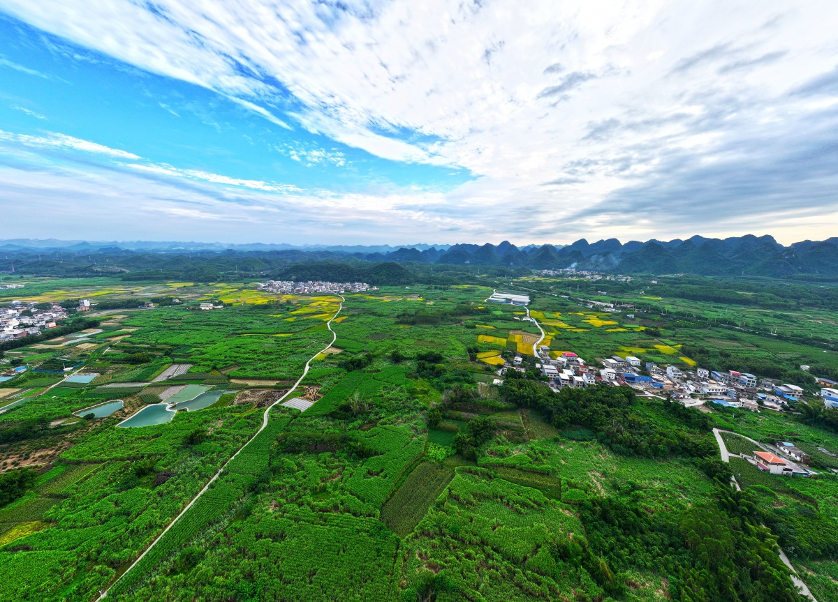 Pemantauan pintar pertumbuhan mulberi di Kebun Mulberi Hijau Yizhou, Guangxi. Foto oleh Yu Xiangquan