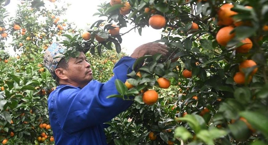 Nanning Manfaatkan AI Untuk Naik Taraf Pertanian