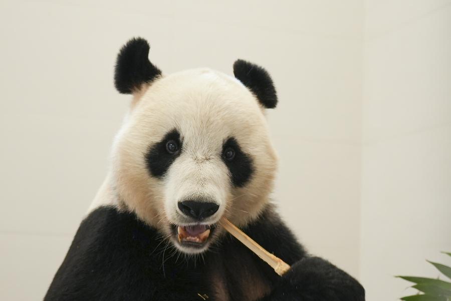 Pangkalan Panda Gergasi Baharu Mula Operasi Percubaan di Chengdu