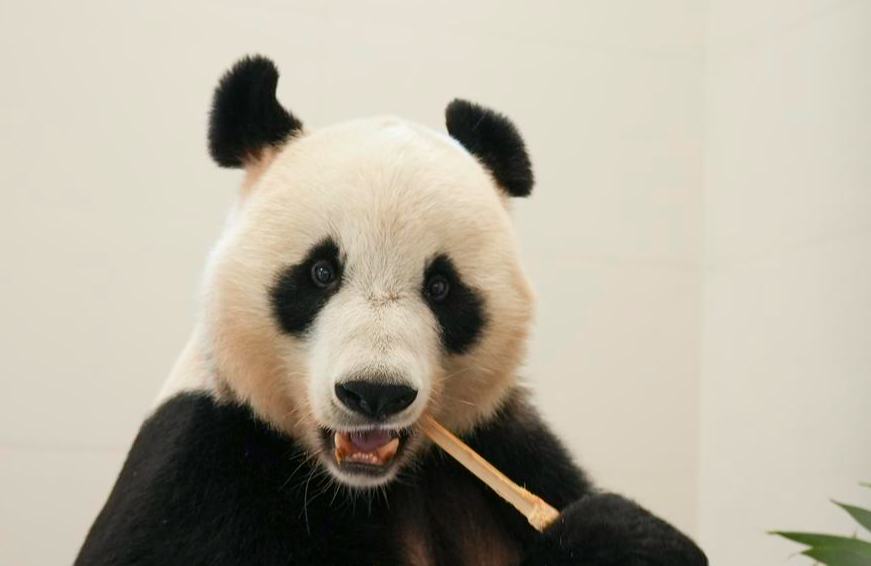 Pangkalan Panda Gergasi Baharu Mula Operasi Percubaan di Chengdu