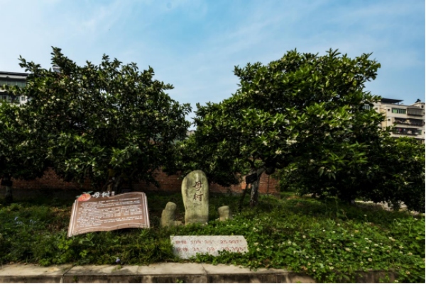 Foto memperlihatkan pokok oren navel di Kaunti Fengjie, Perbandaran Chongqing di barat daya China. (Ihsan Pusat Media Kaunti Fengjie)