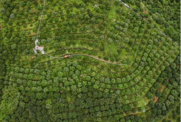 Foto sudut udara ini menunjukkan kebun oren navel di Kaunti Fengjie, Perbandaran Chongqing di barat daya China. (Ihsan Pusat Media Kaunti Fengjie)