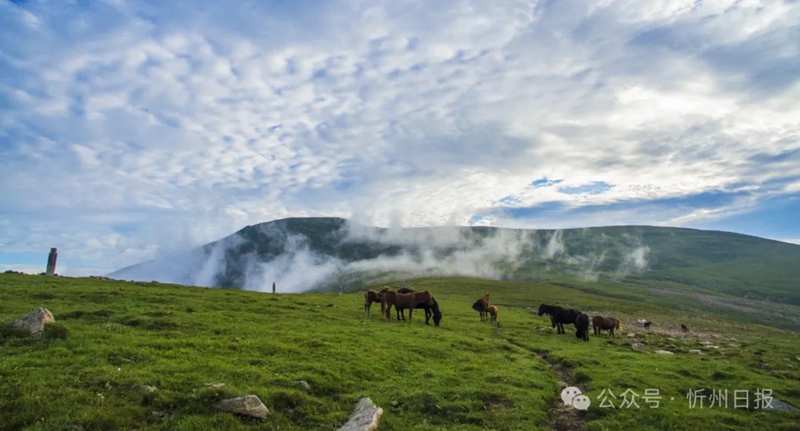 Foto memperlihatkan padang rumput alpine di Gunung Wutai. (Foto oleh Yang Guojun)