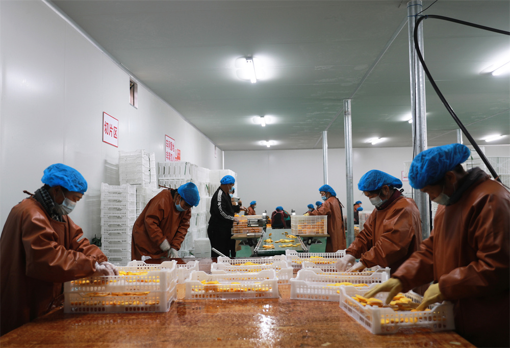 Industri Pisang Kaki Subur di Kaunti Shunping