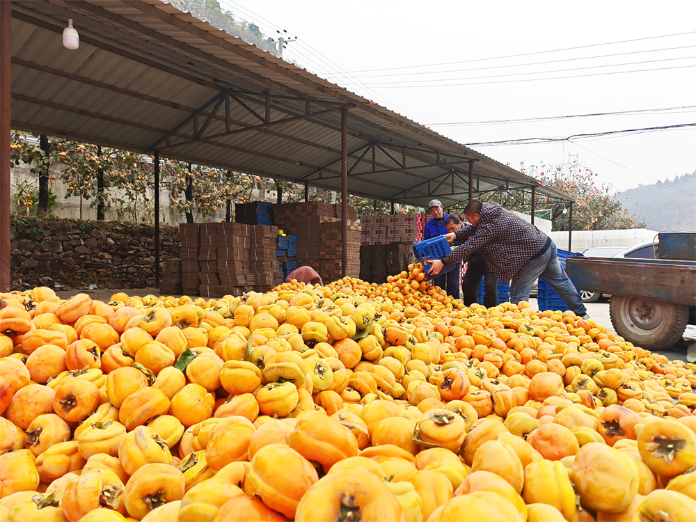 Industri Pisang Kaki Subur di Kaunti Shunping