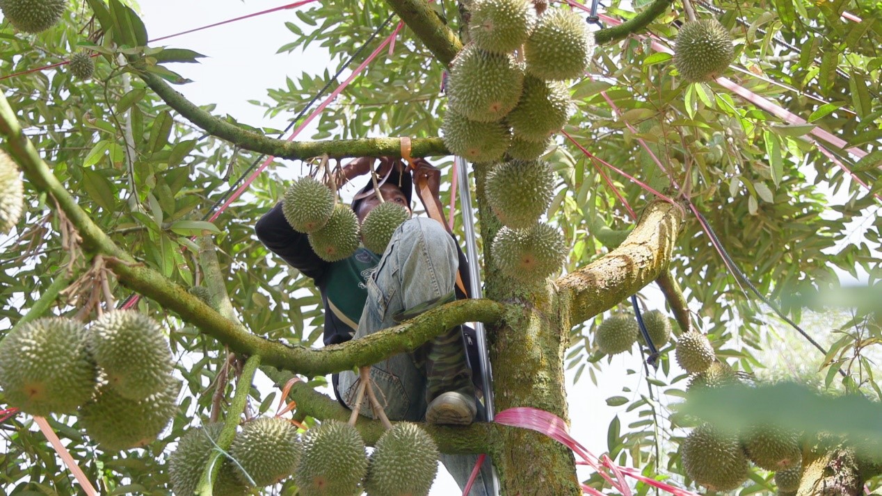 Gambar menunjukkan pekerja dusun durian mengikat tali penampan pada batang pokok durian.