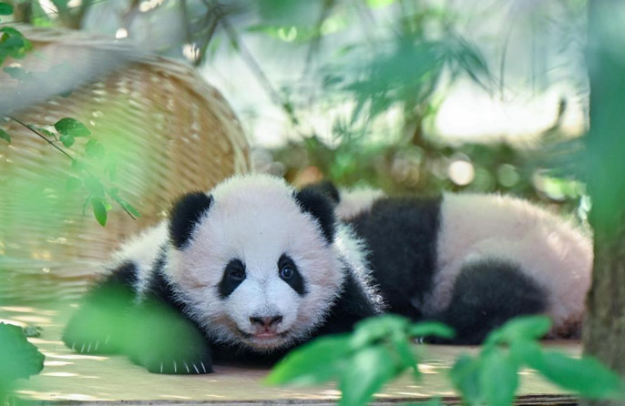 China Perkukuh Perlindungan Menyeluruh Panda Gergasi