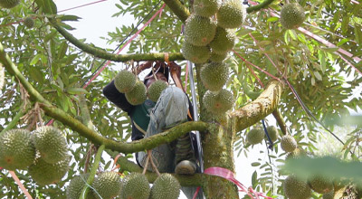 Dari Makmal ke Dusun: Kerjasama China-Malaysia Pacu Revolusi AI Durian