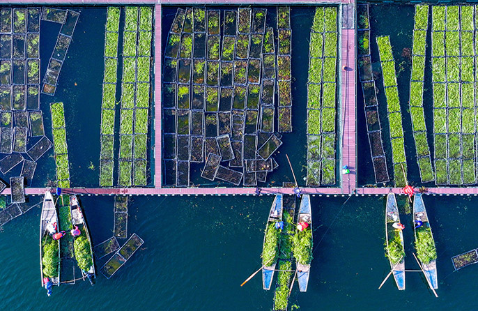 Zhejiang: Pulau Terapung Tasik Qiandao Sibuk Bertanam Musim Sejuk