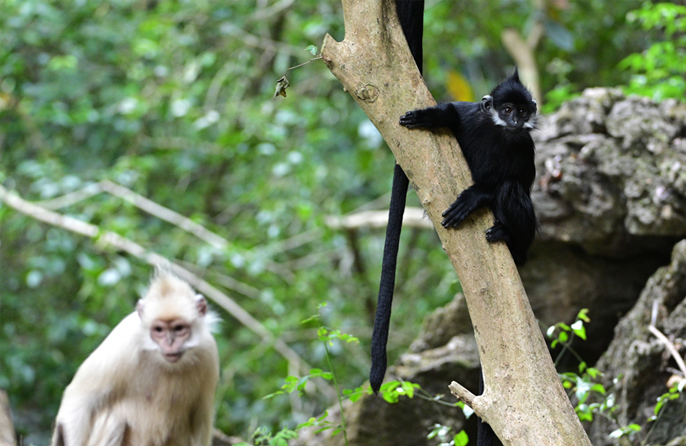 Aset Alam, “Lombong Emas” Kaunti Daxin, Guangxi