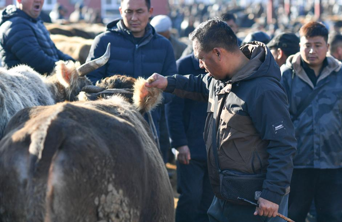Broker Ternakan Penghubung Penting Penternak, Pasaran di Xinjiang