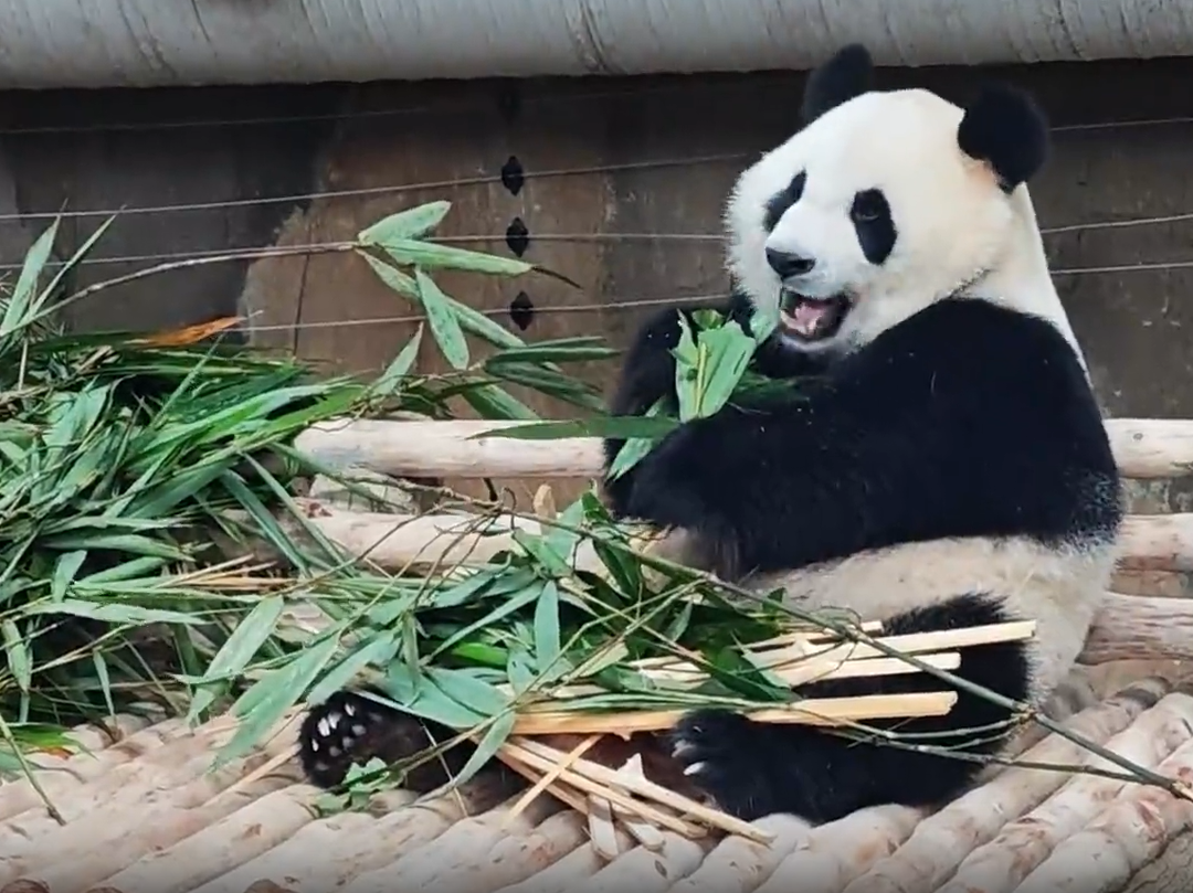 Gambar menunjukkan panda gergasi Xiao Yue dalam minggu keempat tempoh kuarantin.