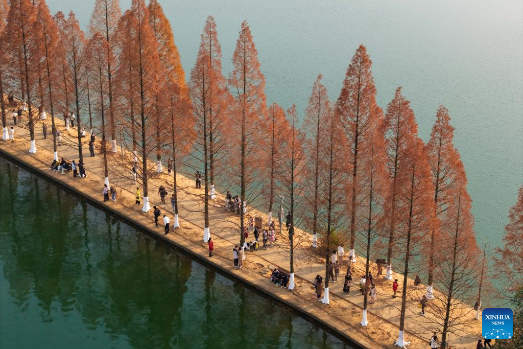 Nikmati Kecantikan Dedaunan Merah Metasequoia di Changsha