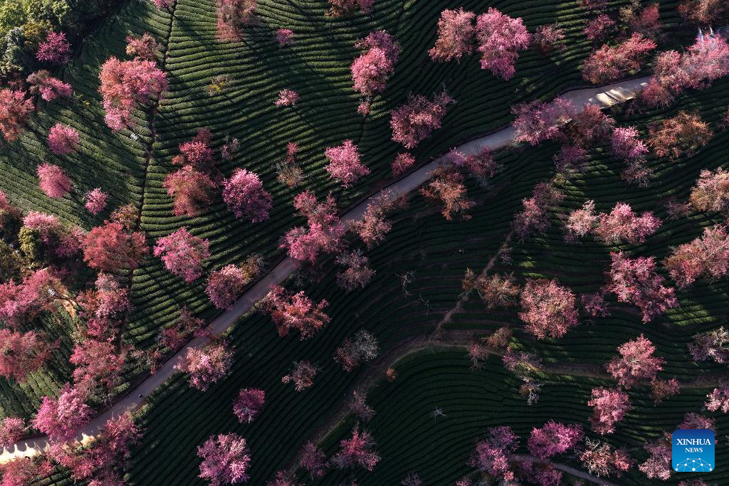 Foto dron pada 24 Disember 2025 memaparkan pepohon bunga ceri musim sejuk di Gunung Wuliang, kaunti autonomi Yi Nanjian, provinsi Yunnan, barat daya China. (Xinhua/Liu Lianfen)