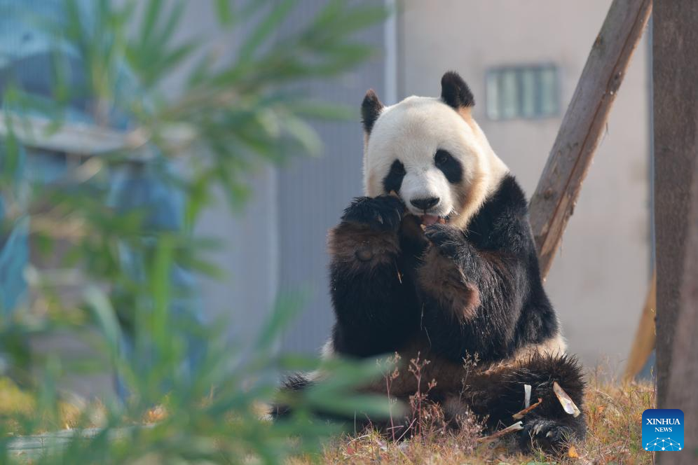 Panda gergasi Fu Wa di pangkalan Mianyang kendalian Pusat Pemuliharaan dan Penyelidikan Panda Gergasi China (CCRCGP) di bandar Mianyang, provinsi Sichuan, barat daya China, 29 Disember 2025. (Xinhua/Chen Juwei)