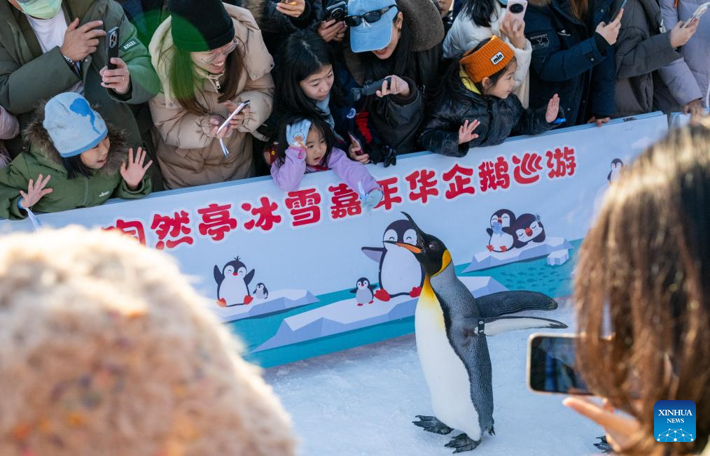 Pelancong menonton persembahan penguin di Taman Taoranting, Beijing, ibu negara China, 3 Januari 2026. (Xinhua/Hu Jingwen)