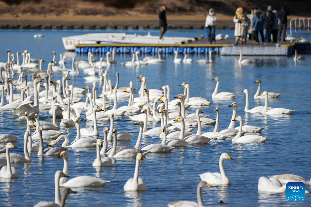 Angsa whooper yang berhijrah pada musim sejuk dilihat di sebuah tasik di Rongcheng, provinsi Shandong, timur China, 5 Januari 2026. (Xinhua/Xu Suhui)