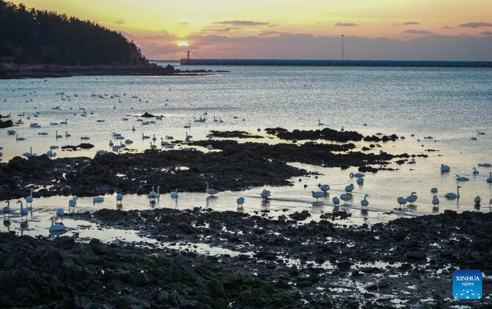 Angsa whooper yang berhijrah pada musim sejuk dilihat di sebuah tasik di Rongcheng, provinsi Shandong, timur China, 5 Januari 2026. (Xinhua/Xu Suhui)