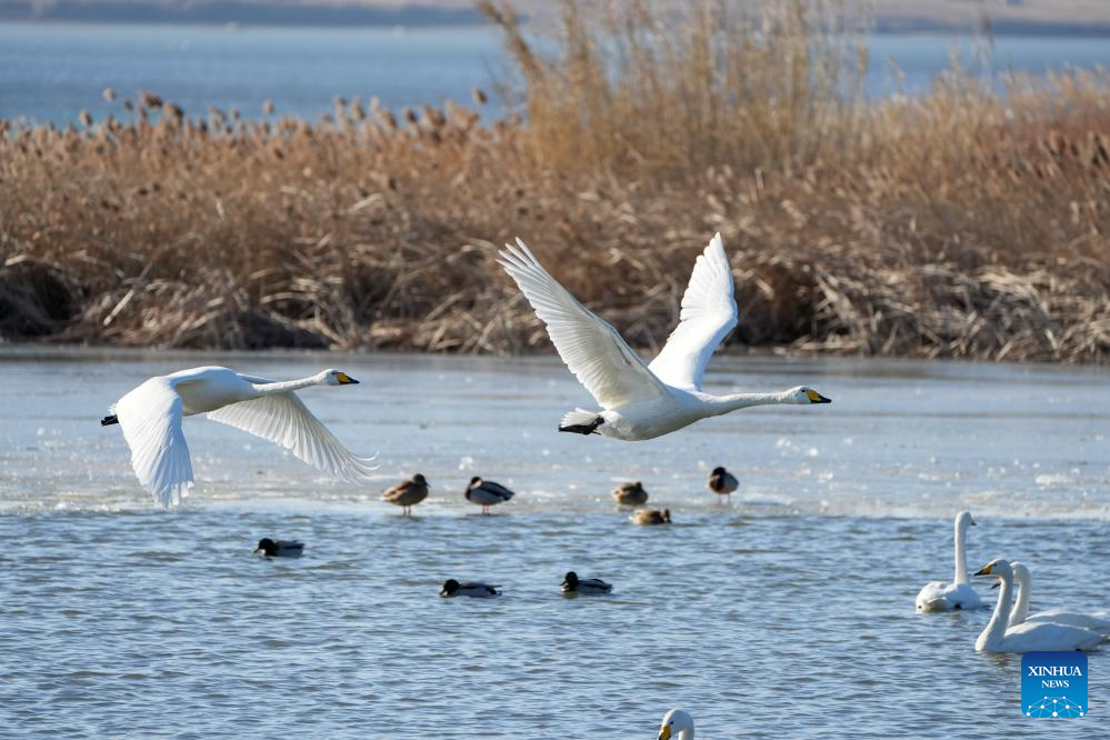 Angsa whooper yang berhijrah pada musim sejuk dilihat di sebuah tasik di Rongcheng, provinsi Shandong, timur China, 5 Januari 2026. (Xinhua/Xu Suhui)