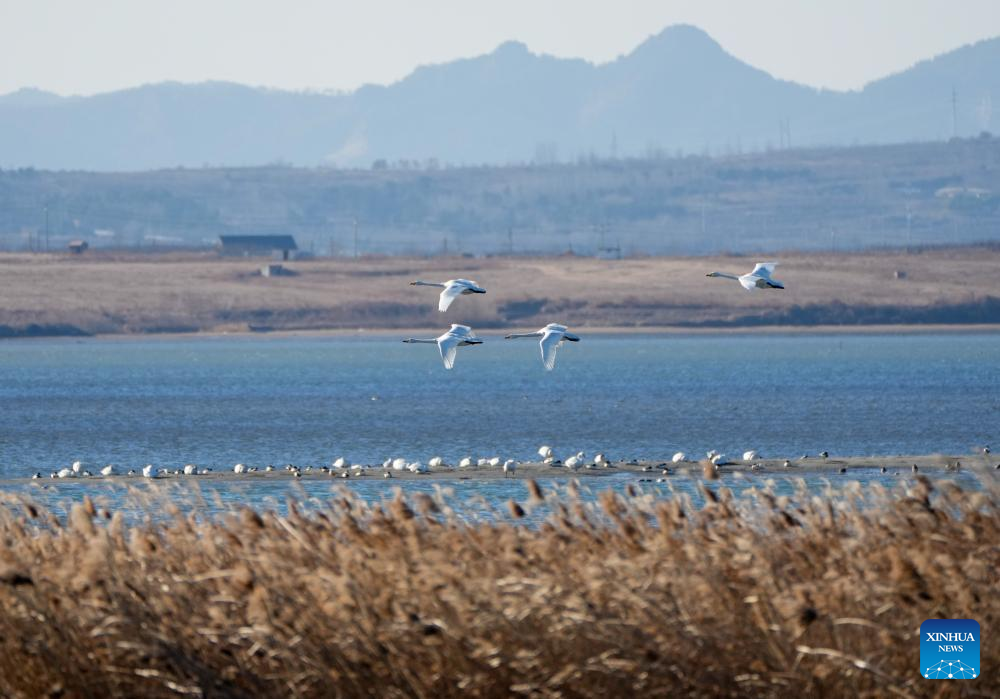 Angsa whooper yang berhijrah pada musim sejuk dilihat di sebuah tasik di Rongcheng, provinsi Shandong, timur China, 5 Januari 2026. (Xinhua/Xu Suhui)