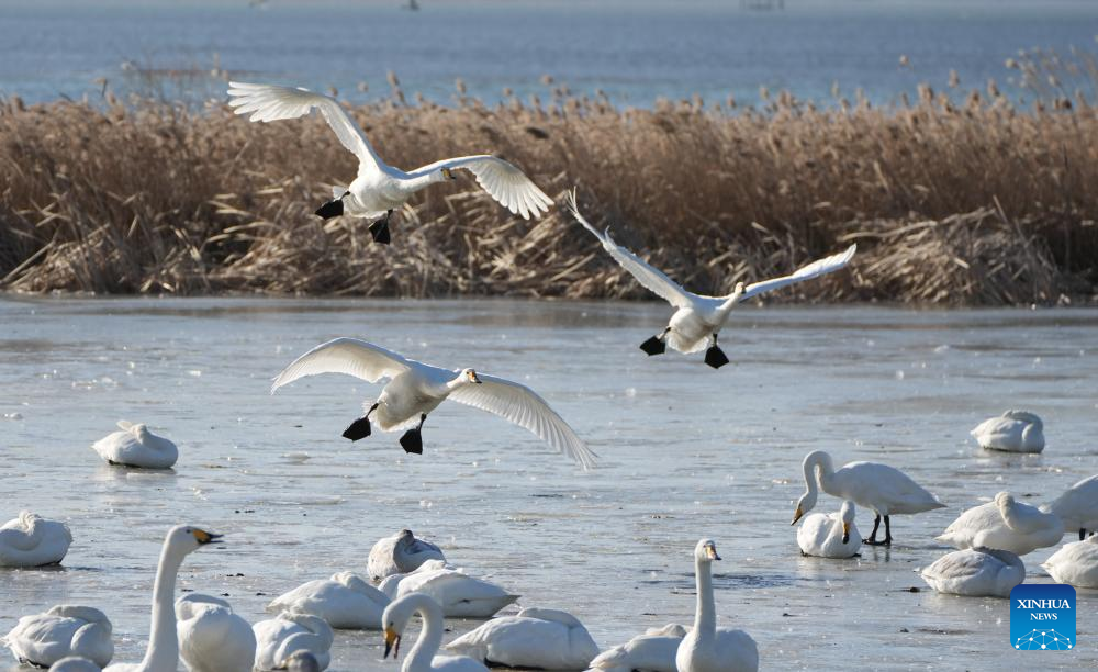 Angsa whooper yang berhijrah pada musim sejuk dilihat di sebuah tasik di Rongcheng, provinsi Shandong, timur China, 5 Januari 2026. (Xinhua/Xu Suhui)