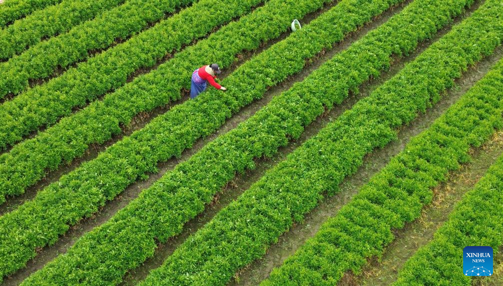 Foto dron pada 5 Januari 2026 menunjukkan seorang petani menuai sayur di kampung Xialiang, bandar Hezhou, wilayah autonomi Zhuang Guangxi, selatan China. (Foto oleh Liao Zuping/Xinhua)