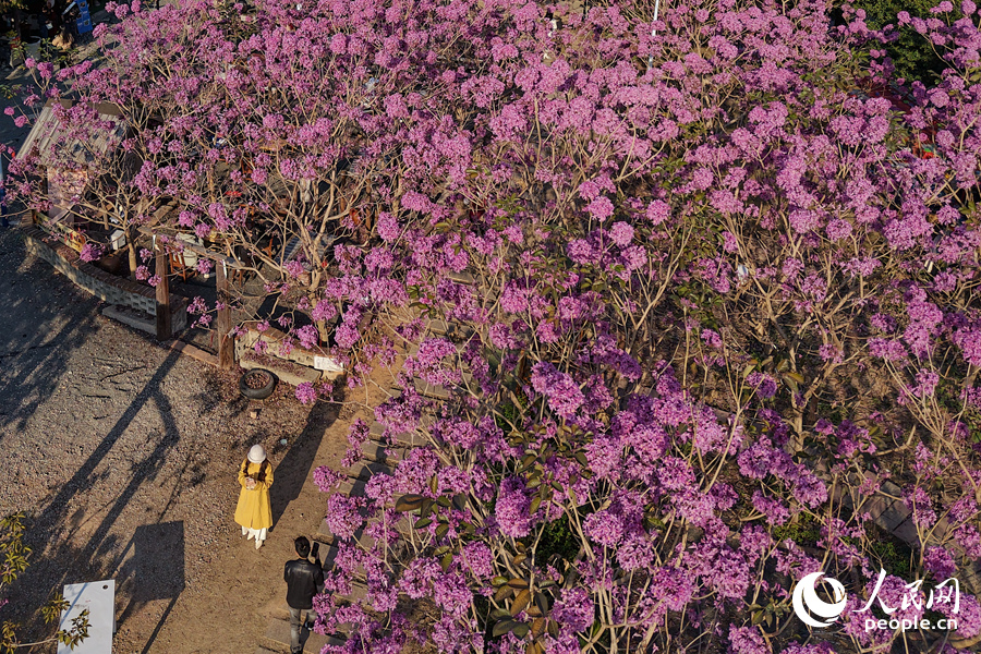 Mekaran Bunga Ungu Warnai Musim Sejuk di Xiamen