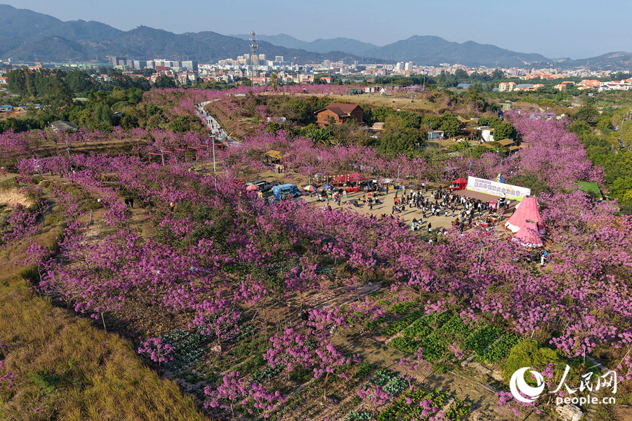 Mekaran Bunga Ungu Warnai Musim Sejuk di Xiamen