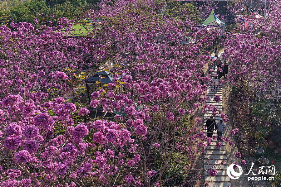 Mekaran Bunga Ungu Warnai Musim Sejuk di Xiamen