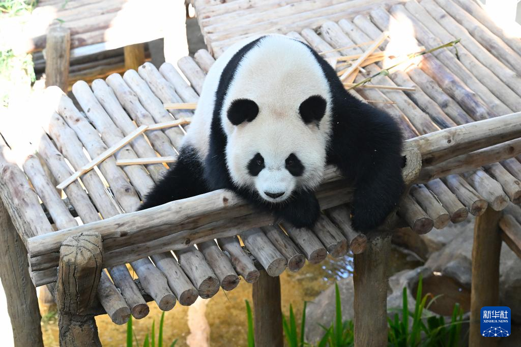 Pasangan Panda Gergasi ‘Chen Xing’ dan ‘Xiao Yue’ Tampil di Hadapan Khalayak di Zoo Negara