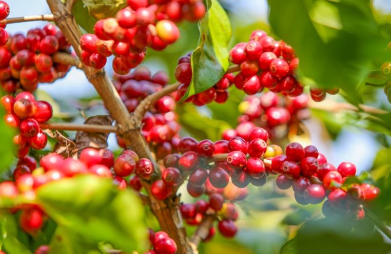 Lewat Musim, Petani di Yunnan Sibuk Tuai Kopi