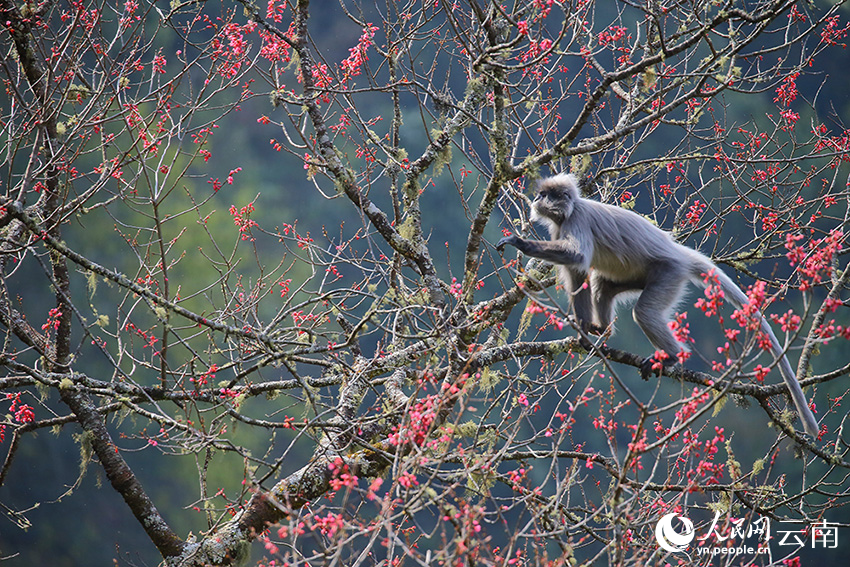 Lotong Kelabu Berpesta Makan Bunga Ceri di Yunnan