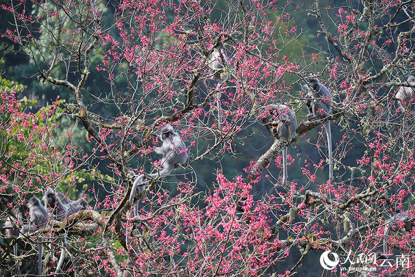 Lotong Kelabu Berpesta Makan Bunga Ceri di Yunnan