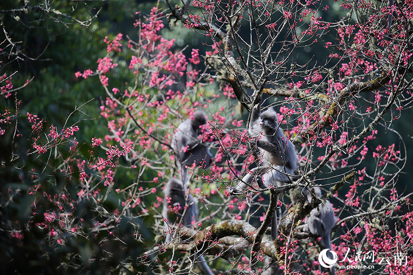 Lotong Kelabu Berpesta Makan Bunga Ceri di Yunnan