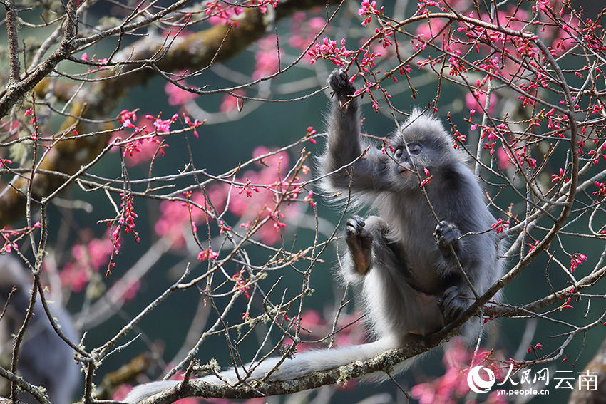 Lotong Kelabu Berpesta Makan Bunga Ceri di Yunnan