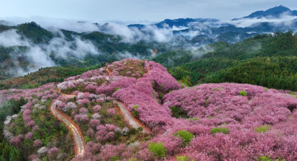 Sistem Bunga Ceri Fujian Suburkan ekonomi “musim bunga”