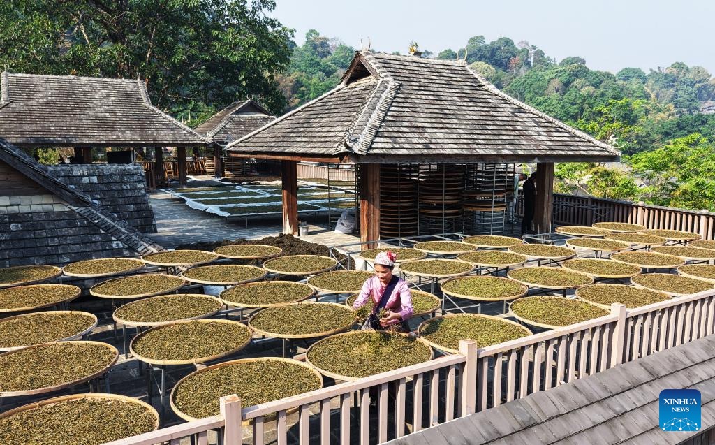 Foto dron ini menunjukkan seorang petani memilih daun teh di kampung Jingmai, kaunti Lancang, bandar Pu’er di provinsi Yunnan, barat daya China, 26 Mac 2026. (Liang Zhiqiang/Xinhua)