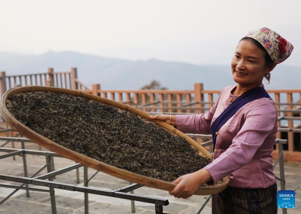Seorang petani mengutip daun teh yang sudah kering di kampung Jingmai, kaunti Lancang, bandar Pu’er di provinsi Yunnan, barat daya China, 26 Mac 2026. (Liang Zhiqiang/Xinhua)