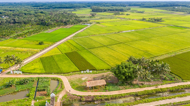 Foto menunjukkan sawah padi di kampung Moqiao, pekan Hongqi, daerah Qionshan, bandar Haikou, provinsi Hainan, selatan China. (Foto ihsan Hainan Wutianjia Agricultural Development Co., Ltd.)