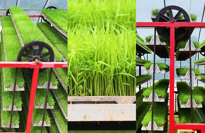 Canggih! Automasi Lipat Gandakan Kecekapan Menyemai