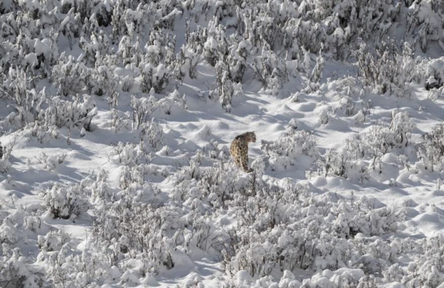 Harimau Bintang Salji Dilihat di Tempat Peranginan Lianbao Yeze