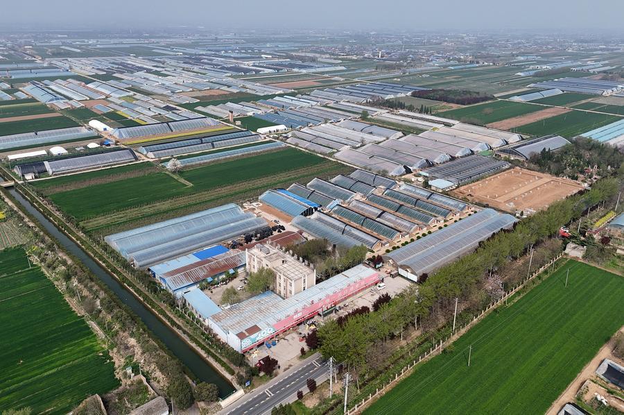 Foto dron bertarikh 9 April 2026 menunjukkan sebuah ladang sayur dengan sokongan teknologi pertanian di kaunti Jingyang, provinsi Shaanxi, barat laut China. (Xinhua/Li Yibo) 