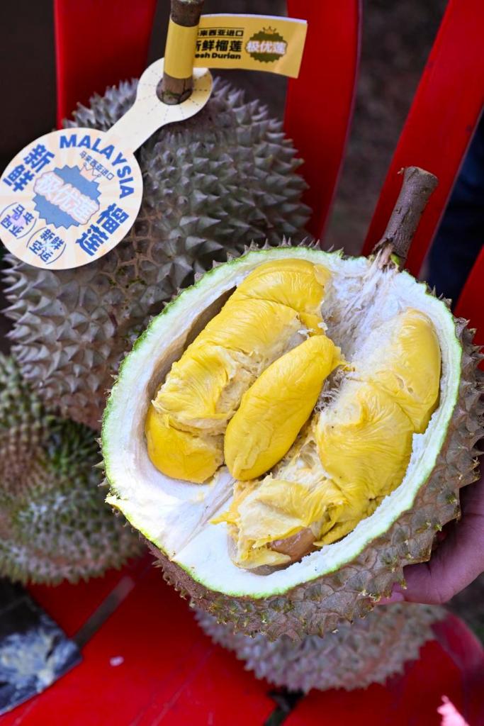 Foto pada 16 Oktober 2025 menunjukkan durian Musang King di Raub, Pahang. (Xinhua/Cheng Yiheng)