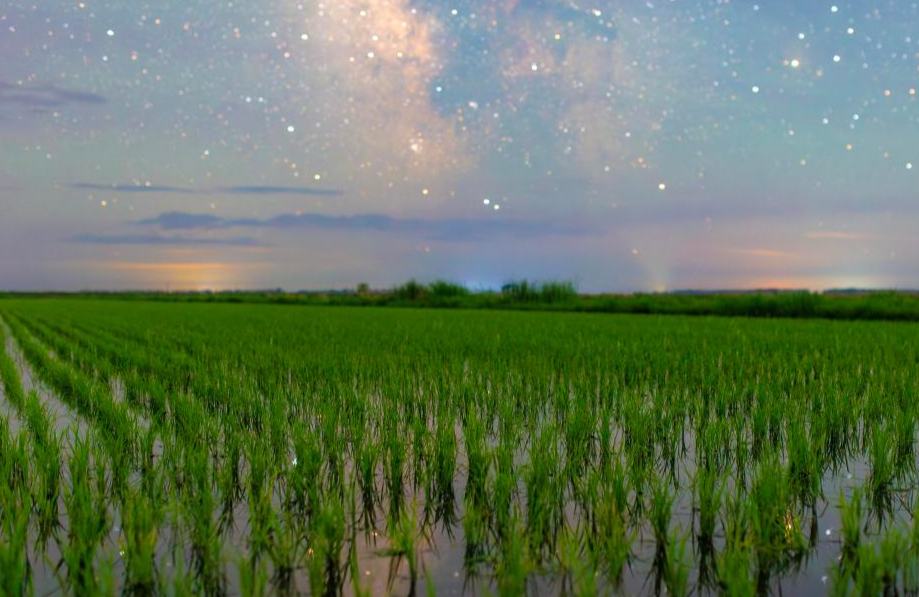 Sawah Terbentang di Bawah Hamparan Bintang