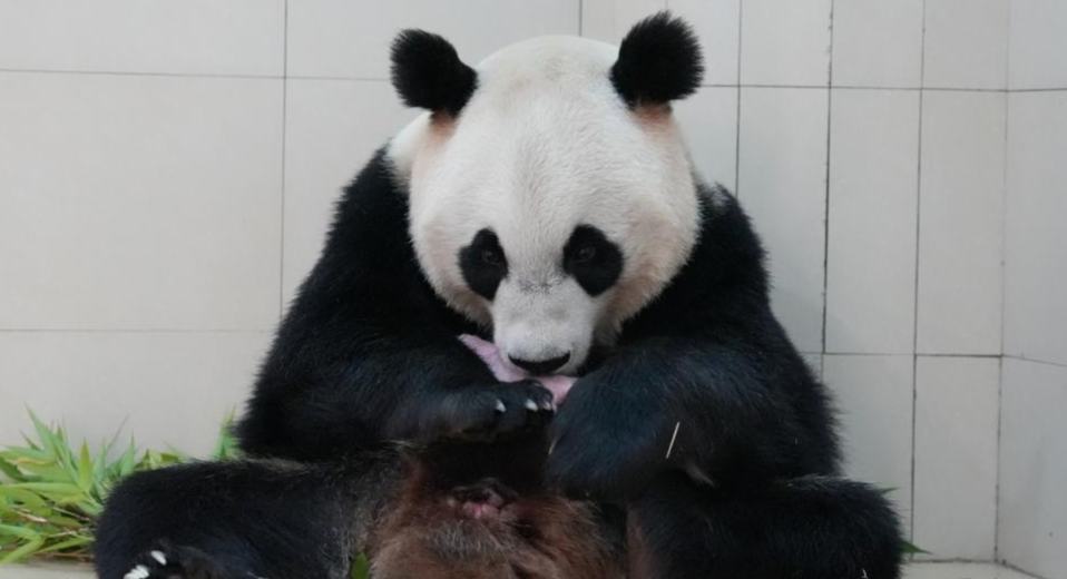 Ibu, Anak Panda di Pangkalan Shenshuping, Sichuan