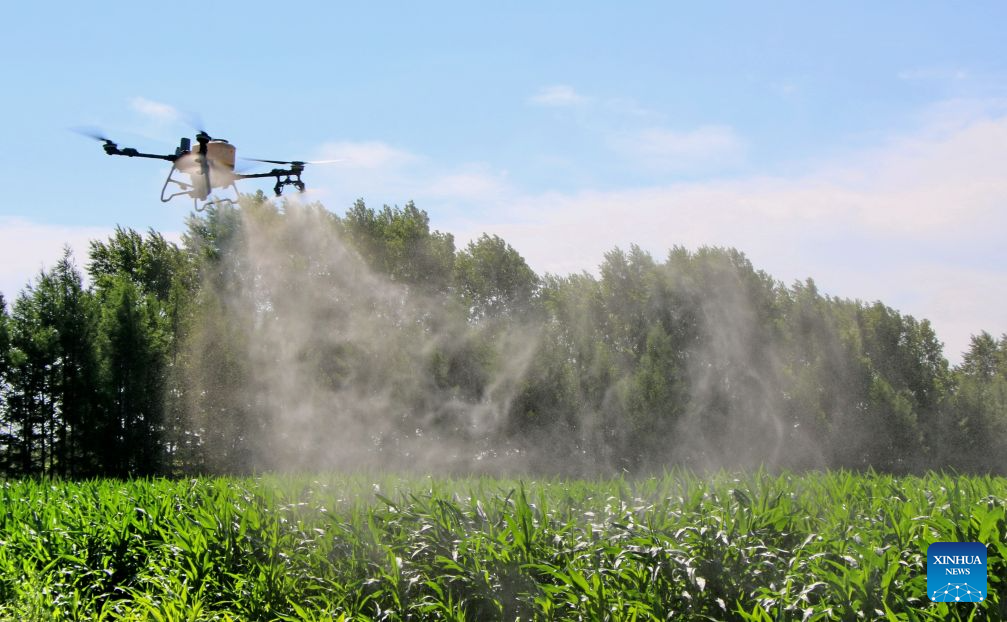 Foto dron yang diambil pada 14 Julai 2026 ini menunjukkan sebuah dron menjalankan operasi perlindungan tanaman di sebuah ladang Beidahuang Group di provinsi Heilongjiang, timur laut China. (Photo by Xu Yingxian/Xinhua)